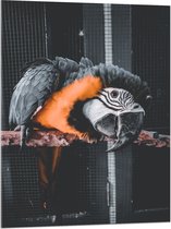 WallClassics - Verre Acrylique - Zwart avec Perroquet Oranje sur une Branche dans une Cage - 75x100 cm Photo sur Verre Acrylique (Avec Système de Suspension)