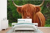 Behang - Fotobehang Schotse hooglander - Koe - Gras - Breedte 375 cm x hoogte 280 cm