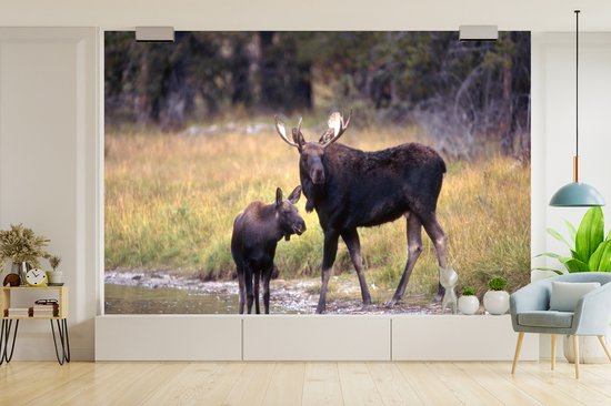 Papier peint photo peint vinyle - Elk avec son petit dans l'eau largeur 390 cm x hauteur 260 cm - Tirage photo sur papier peint (disponible en 7 tailles)