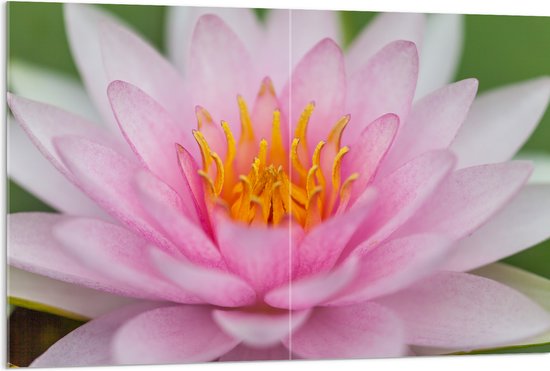 Acrylglas - Zachtroze Lotus Bloem - 120x80 cm Foto op Acrylglas (Met Ophangsysteem)
