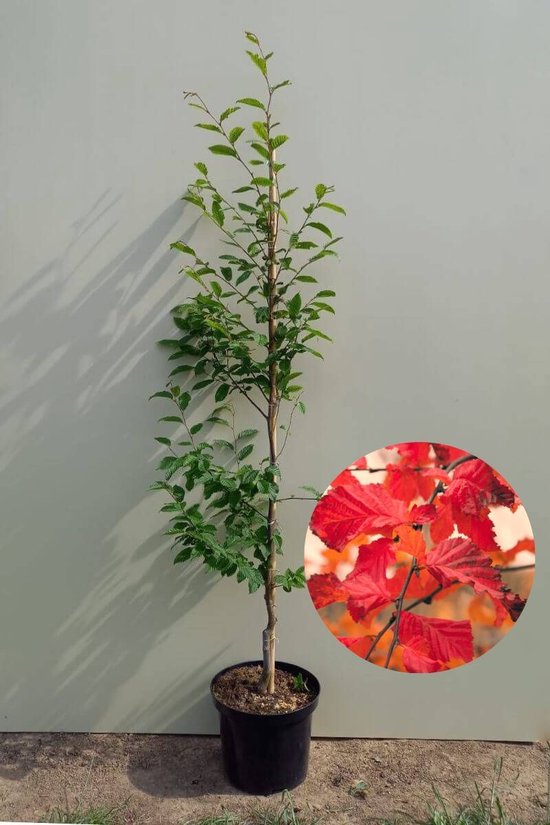 Foto: Jonge haagbeuk boom carpinus betulus rockhampton red 150 200cm hoogte