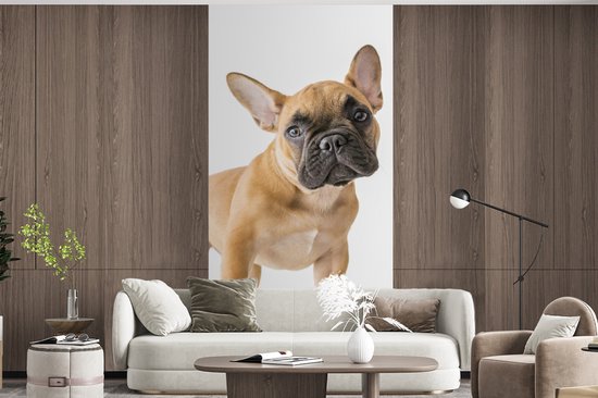 Behang - Fotobehang Franse Bulldog - Bruin - Wit - Breedte 120 cm x hoogte 240 cm