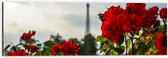 Dibond - Rode Rozenstruik voor Eiffeltoren in Parijs, Frankrijk - 60x20 cm Foto op Aluminium (Wanddecoratie van metaal)