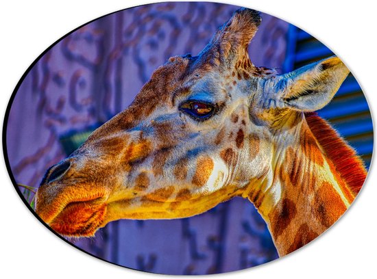 WallClassics - Dibond Ovaal - Zijaanzicht van Etende Giraffe - 28x21 cm Foto op Ovaal (Met Ophangsysteem)