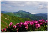 Tuinposter – Groepje Roze Bloemen op Top van Berg in Berglandschap - 120x80 cm Foto op Tuinposter (wanddecoratie voor buiten en binnen)