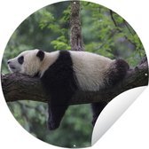 Tuincirkel Panda - Boom - Dieren - Natuur - 60x60 cm - Ronde Tuinposter - Buiten