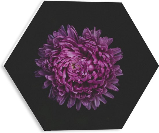 PVC Schuimplaat Hexagon - Volle Grote Paarse Bloem op Zwarte Achtergrond - 30x26.1 cm Foto op Hexagon (Met Ophangsysteem)