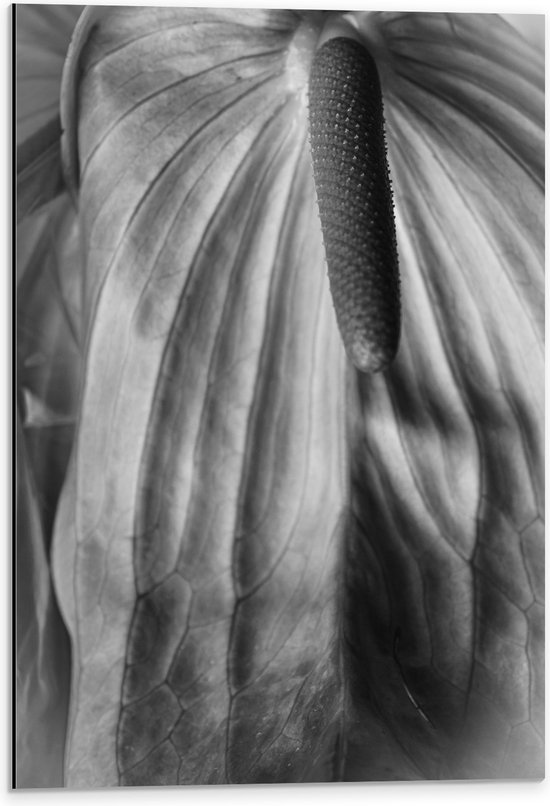 Dibond - Spathiphyllum Cochlearspathum Bloem - Zwart/Wit - 40x60 cm Foto op Aluminium (Wanddecoratie van metaal)