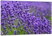 Tuinposter – Lavendel Planten op een Grasveld - 120x80 cm Foto op Tuinposter (wanddecoratie voor buiten en binnen)