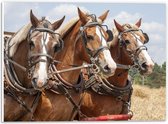 WallClassics - PVC Schuimplaat- Drietal Belgische Karpaarden - 40x30 cm Foto op PVC Schuimplaat