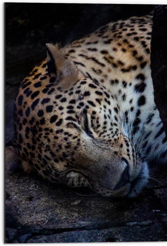 WallClassics - Dibond - Perzische Slapende Panter - 50x75 cm Foto op Aluminium (Wanddecoratie van metaal)