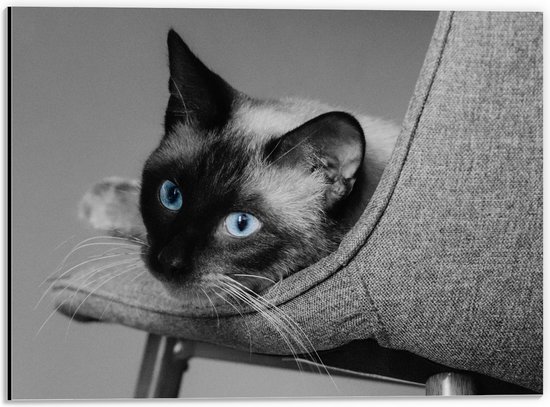 WallClassics - Dibond - Zwart Wit Foto van Siamese Kat - 40x30 cm Foto op Aluminium (Met Ophangsysteem)