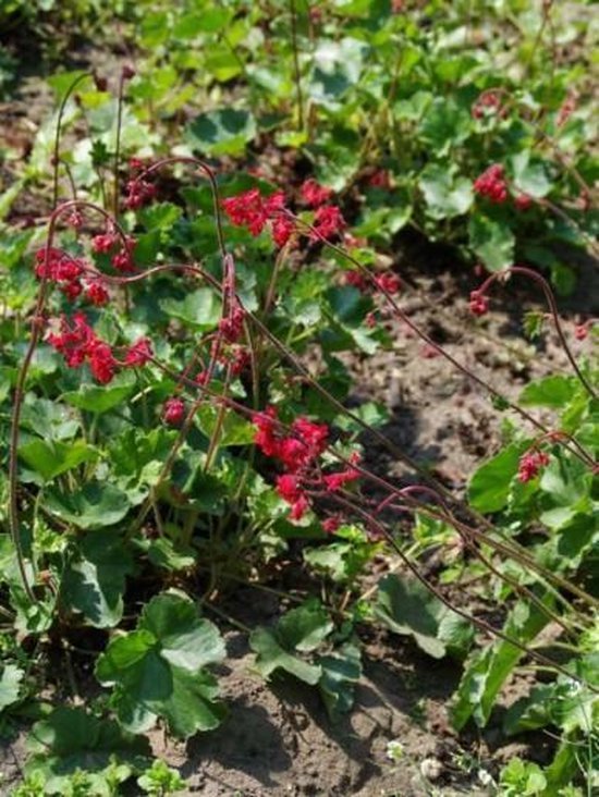 Foto: 12x purperklokje heuchera sanguinea splendens p9 pot 9x9 