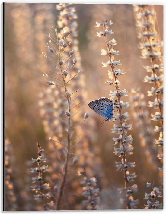 WallClassics - Dibond - Blauwe Vlinder op Smalle Takken met Witte Bloemen - 30x40 cm Foto op Aluminium (Wanddecoratie van metaal)