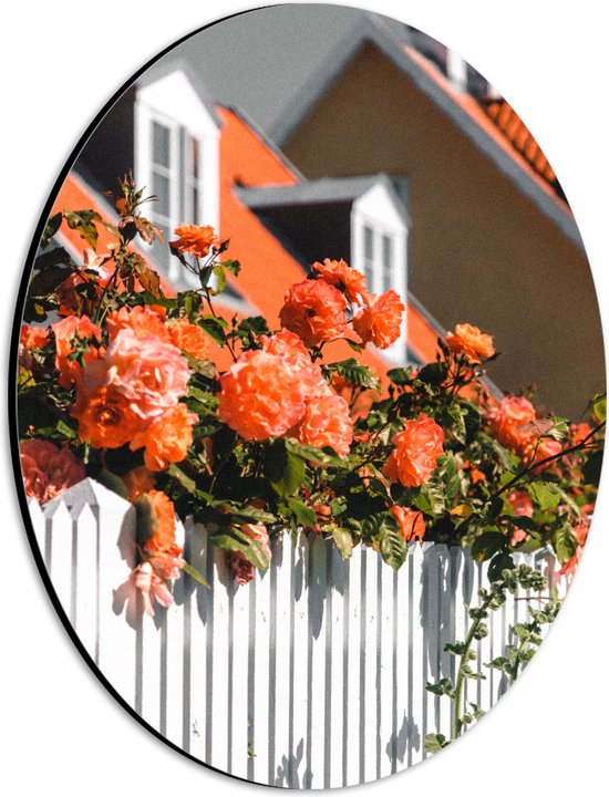 WallClassics - Dibond Ovaal - Witte Schutting met Roze Tuinrozen - 21x28 cm Foto op Ovaal (Met Ophangsysteem)