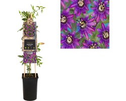 Klimplant Passiflora Beervelde (passiebloem)
