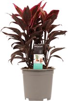 Cordyline Mambo toef ↨ 50cm - hoge kwaliteit planten