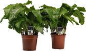 Duo Calathea Network ↨ 50cm - 2 stuks - hoge kwaliteit planten