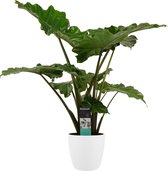 Alocasia Portodora - Elho brussels white ↨ 80cm - hoge kwaliteit planten