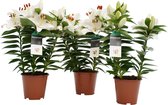 Decorum Trio lelie 'Souvenir White' (wit) ↨ 35cm - 3 stuks - planten - binnenplanten - buitenplanten - tuinplanten - potplanten - hangplanten - plantenbak - bomen - plantenspuit