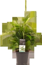 Decorum Dracaena Surculosa - Kamerplant - Drakenplant - 45cm