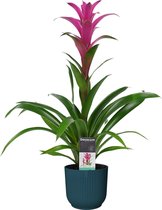 Bloem van Botanicly – Guzmania in blauw ELHO plastic pot als set – Hoogte: 60 cm – Guzmania Freya