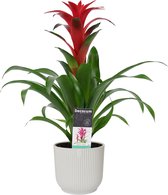 Bloem van Botanicly – Guzmania in witte ELHO plastic pot als set – Hoogte: 50 cm – Guzmania Calypso