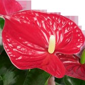 Decorum Anthurium Michigan - Kamerplant - Flamingoplant - Met Elho® Bloempot Antraciet - 60cm