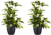(2 stuks) Decorum Dracaena Surculosa - Kamerplant - Drakenplant - Met Elho® Brussels Bloempot living Zwart - 55cm