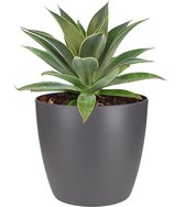 Mangave Lavender Lady - Kamerplant - Tuinplant - Met Elho® Bloempot Antraciet - 15cm