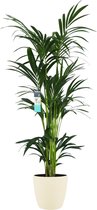 FloriaFor - XL Kentia Palm In ELHO Brussels Pot (soap) - - ↨ 160cm - ⌀ 25cm