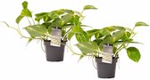 FloriaFor - Duo Scindapsus Aureum - - ↨ 15cm - ⌀ 12cm