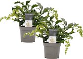 LEAF HOME -   Duo Clerodendrum Prospero - Vers Van De Kweker - ↨ 35cm - ⌀ 13cm