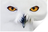 Muurstickers - Sticker Folie - Close-up beeld van een sneeuwuil - 60x40 cm - Plakfolie - Muurstickers Kinderkamer - Zelfklevend Behang - Zelfklevend behangpapier - Stickerfolie