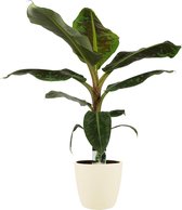 FloriaFor - Musa Dwarf Cavendish - Elho Brussels Soap - - ↨ 80cm - ⌀ 21cm