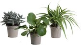 FloriaFor - Mini Green | Trio Eden Collection ® In Zomers Zink (taupe) - - ↨ 15cm - ⌀ 10cm