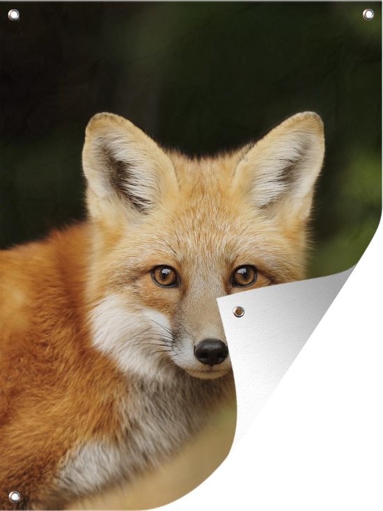 Poster Jardin jeune renard roux 40x60 cm - Photo sur poster de jardin /  Peintures pour
