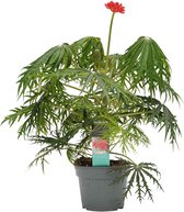 Kamerplant van Botanicly – Jatropha multifida – Hoogte: 35 cm