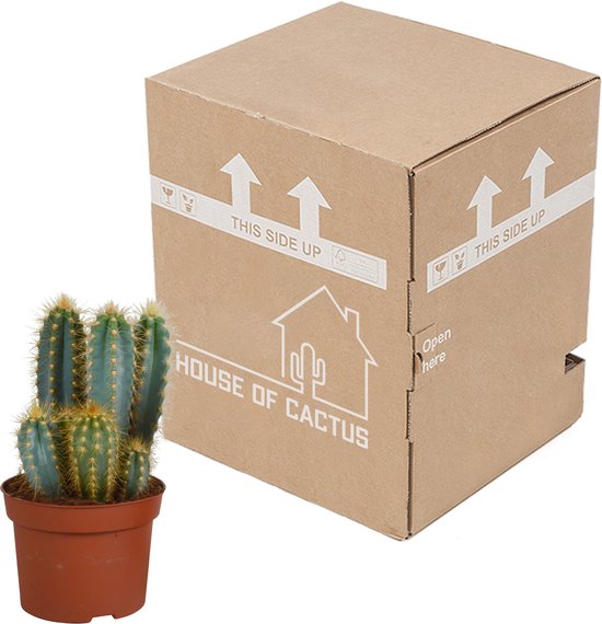 Cactus - Pilosocereus Azureus hauteur 27cm pot 12cm