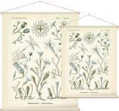 Campanulina - Campanariae (Kunstformen der Natur), Ernst Haeckel - Foto op Textielposter - 90 x 120 cm
