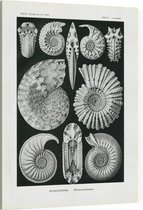 Ammonites - Ammonitida (Kunstformen der Natur), Ernst Haeckel - Foto op Canvas - 45 x 60 cm