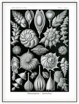 Lagena - Thalamophora (Kunstformen der Natur), Ernst Haeckel - Foto op Akoestisch paneel - 150 x 200 cm