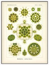 Pediastrum - Melethallia (Kunstformen der Natur), Ernst Haeckel - Foto op Akoestisch paneel - 150 x 200 cm