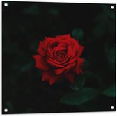 Tuinposter – Rode Roos - 80x80cm Foto op Tuinposter  (wanddecoratie voor buiten en binnen)
