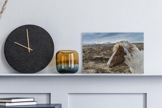 Portrait d'un brun cheval blanc 30x20 cm Islandaise - petit - impression photo sur toile peinture (Décoration murale salon / chambre à coucher) / Animaux sauvages Peintures Toile