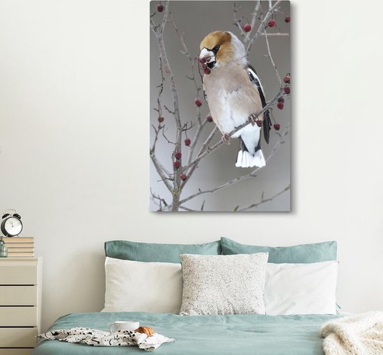 Hawfinch coloré mange quelques baies rouges dans un arbre Toile 120x180 cm - Tirage photo sur Toile (Décoration murale salon / chambre) XXL / Groot format!