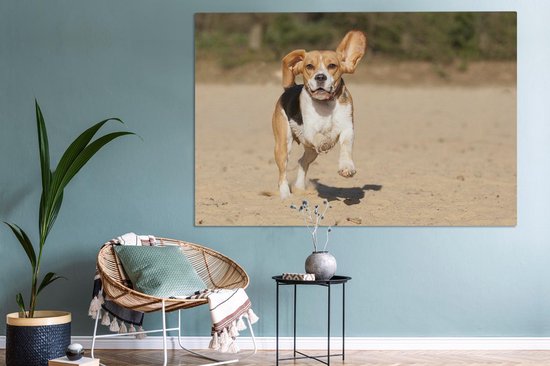 Peintures sur toile - Beagle marche dans le sable - 150x100 cm - Décoration murale
