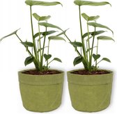 2x Kamerplant Monstera Deliciosa Tauerii – Gatenplant - ±  30cm hoog – 12cm diameter - in groene sierzak