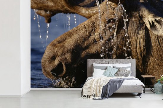 Papier peint photo vinyle - Gros plan d'un orignal dans l'eau largeur 390 cm x hauteur 260 cm - Tirage photo sur papier peint (disponible en 7 tailles)