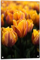 Tuinposter – Gele Tulpen - 60x90cm Foto op Tuinposter  (wanddecoratie voor buiten en binnen)